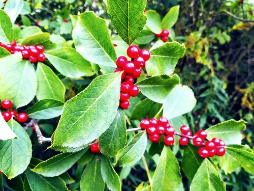 Ostrokrzew okółkowy Ilex verticillata 